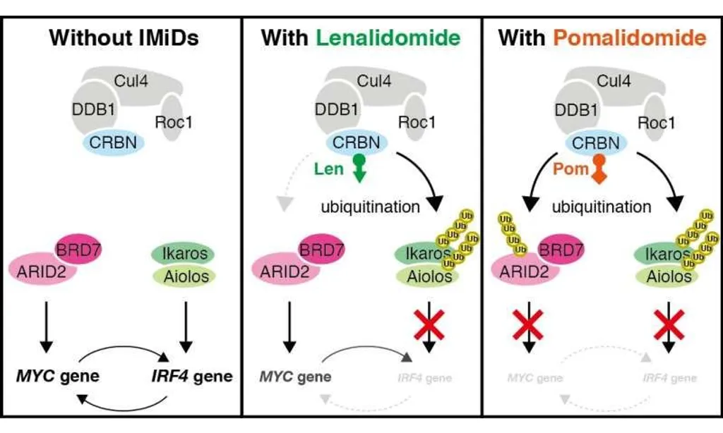 New insights into how the drug pomalidomide fights cancer