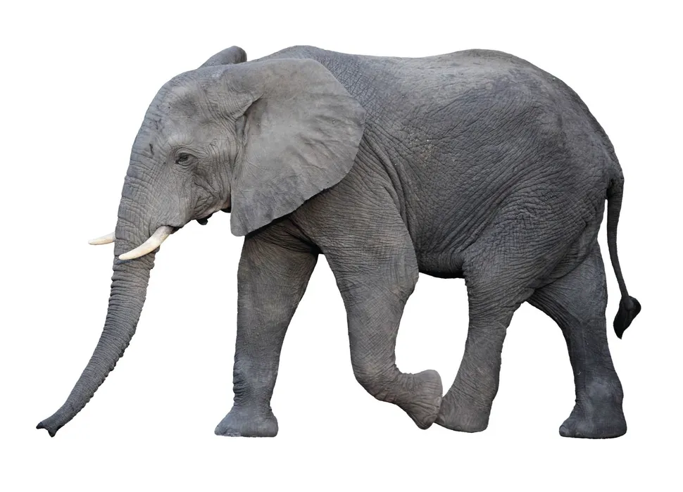 Why Elephants Rarely Get Cancer & What It Means For The Future of Treating Disease In Humans image