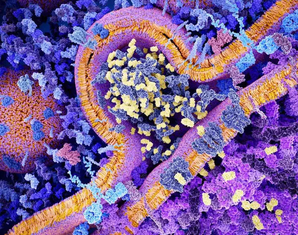 FDA Asked to Approve Use of Multiple Myeloma BMS/bluebird bio CAR T-cell Therapy image