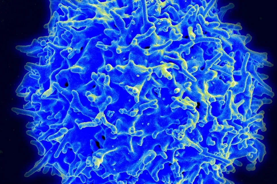 The Future of Treating Myeloma? Anti–B-Cell Maturation Antigen CAR T Cells Show Promise for Advanced Disease image