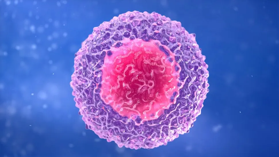 Natural Killer Cells Can Be Used With Standard Myeloma Therapies image