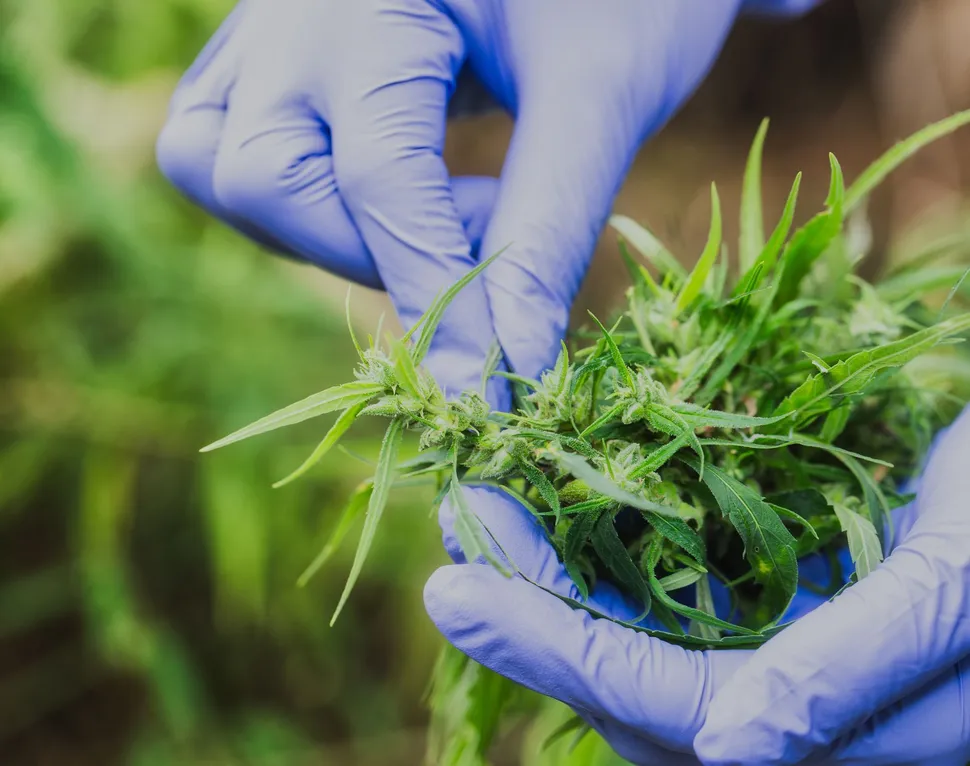 Cannabis and Cancer Immunotherapy: Important Notes for Myeloma Patients image